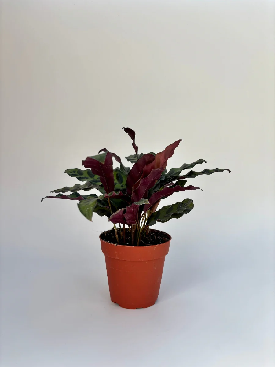 New Houseplants 2026
