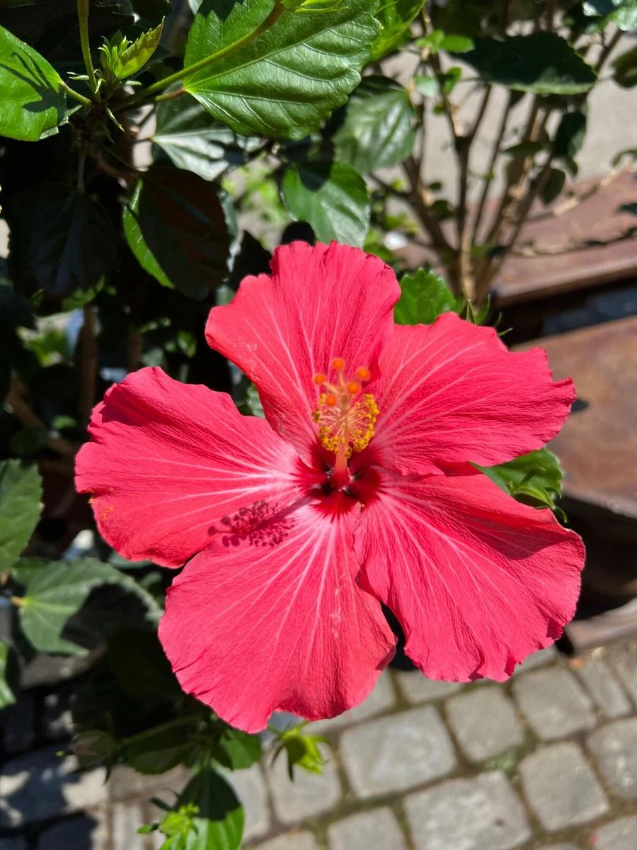 Tropical Plant Sale